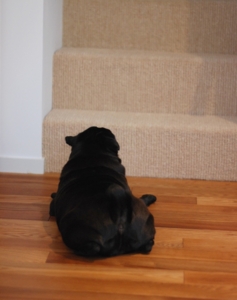 f:id:goma-family:20100617152139j:image f:id:goma-family:20100617152139j:image