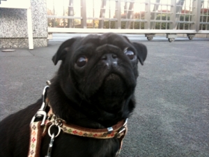 f:id:goma-family:20101219155047j:image f:id:goma-family:20101219155047j:image