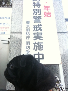 f:id:goma-family:20101219155054j:image f:id:goma-family:20101219155054j:image
