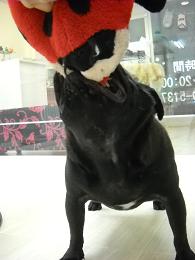 f:id:goma-family:20101220135846j:image f:id:goma-family:20101220135846j:image
