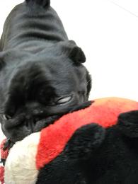 f:id:goma-family:20101220135848j:image f:id:goma-family:20101220135848j:image