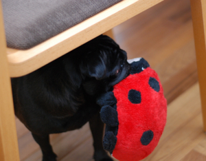 f:id:goma-family:20101220135852j:image f:id:goma-family:20101220135852j:image