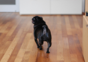 f:id:goma-family:20101220135857j:image f:id:goma-family:20101220135857j:image