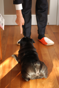 f:id:goma-family:20110302094739j:image f:id:goma-family:20110302094739j:image