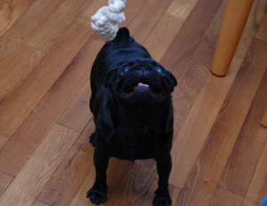 f:id:goma-family:20110302094747j:image f:id:goma-family:20110302094747j:image