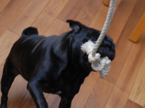 f:id:goma-family:20110302094750j:image f:id:goma-family:20110302094750j:image