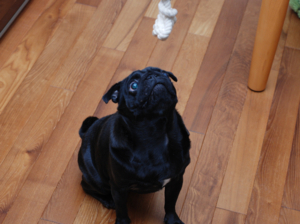 f:id:goma-family:20110302094751j:image f:id:goma-family:20110302094751j:image