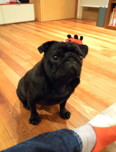 f:id:goma-family:20110302094752j:image f:id:goma-family:20110302094752j:image