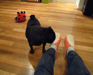 f:id:goma-family:20110302094755j:image f:id:goma-family:20110302094755j:image