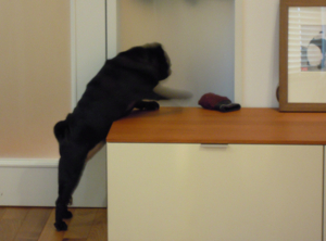 f:id:goma-family:20110331113903j:image f:id:goma-family:20110331113903j:image