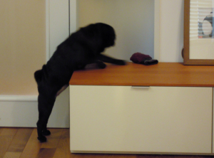 f:id:goma-family:20110331113904j:image f:id:goma-family:20110331113904j:image