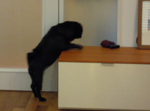 f:id:goma-family:20110331113906j:image f:id:goma-family:20110331113906j:image
