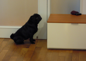 f:id:goma-family:20110331113907j:image f:id:goma-family:20110331113907j:image