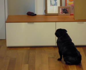 f:id:goma-family:20110331113908j:image f:id:goma-family:20110331113908j:image