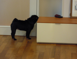 f:id:goma-family:20110331113909j:image f:id:goma-family:20110331113909j:image