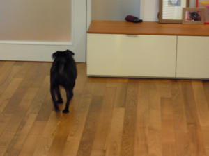 f:id:goma-family:20110331113911j:image f:id:goma-family:20110331113911j:image
