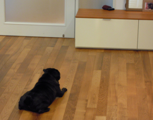 f:id:goma-family:20110331113912j:image f:id:goma-family:20110331113912j:image