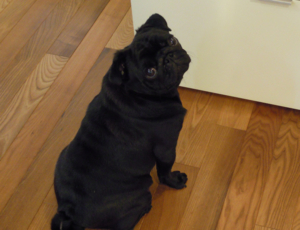 f:id:goma-family:20110331113914j:image f:id:goma-family:20110331113914j:image