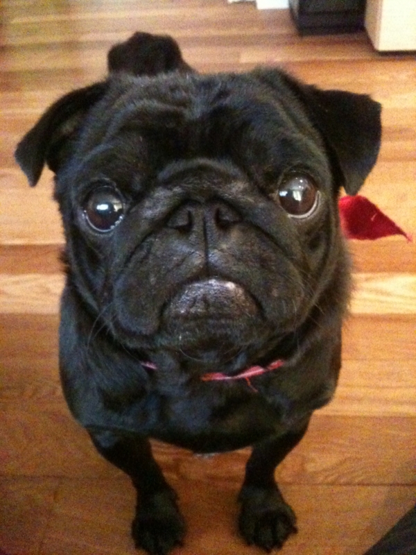 f:id:goma-family:20120216162407j:image:w250 f:id:goma-family:20120216162407j:image:w250