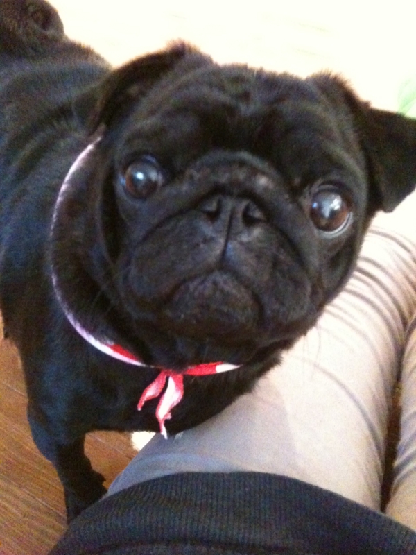 f:id:goma-family:20120216163122j:image:w250 f:id:goma-family:20120216163122j:image:w250