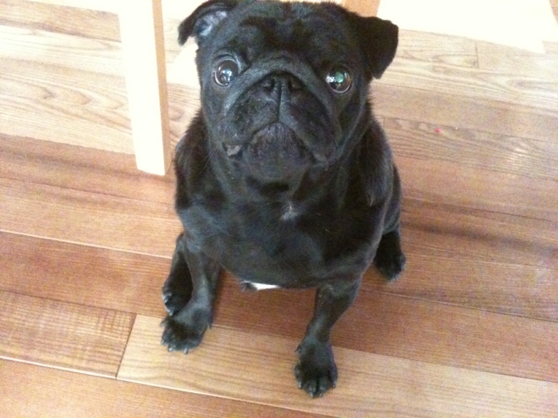 f:id:goma-family:20120216163303j:image:w360 f:id:goma-family:20120216163303j:image:w360