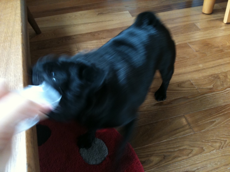 f:id:goma-family:20120229104031j:image:w360 f:id:goma-family:20120229104031j:image:w360