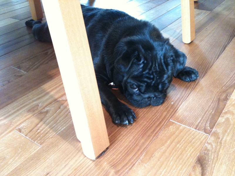 f:id:goma-family:20120229105004j:image:w360 f:id:goma-family:20120229105004j:image:w360