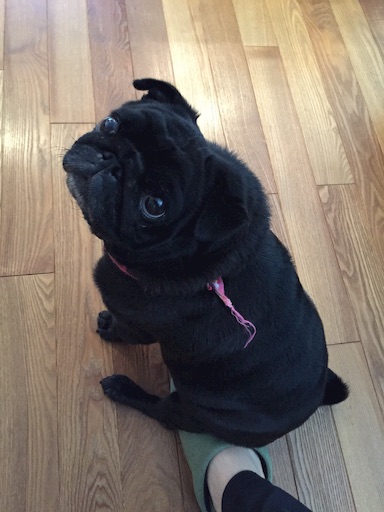 f:id:goma-family:20151231123359j:image f:id:goma-family:20151231123359j:image
