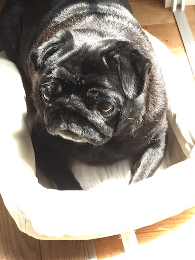 f:id:goma-family:20160411120710j:image f:id:goma-family:20160411120710j:image