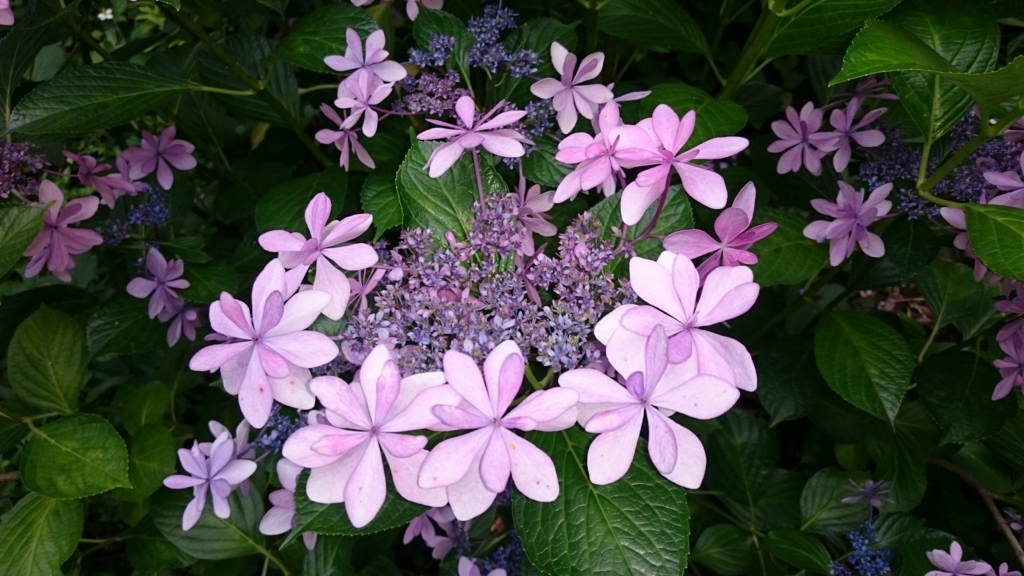 f:id:goriboo5050:20150628220826j:plain f:id:goriboo5050:20150628220826j:plain