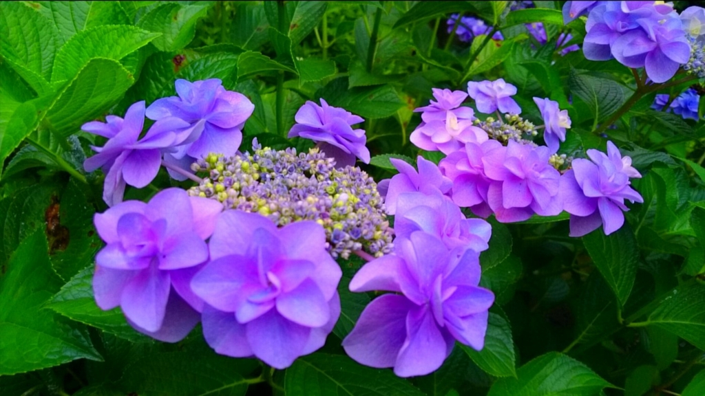 f:id:goriboo5050:20150628220842j:plain f:id:goriboo5050:20150628220842j:plain