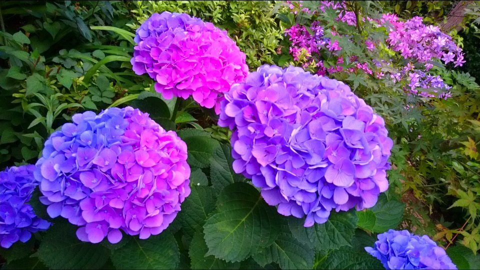 f:id:goriboo5050:20150628220852j:plain f:id:goriboo5050:20150628220852j:plain