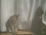 f:id:goroneko:20050331212207j:image f:id:goroneko:20050331212207j:image