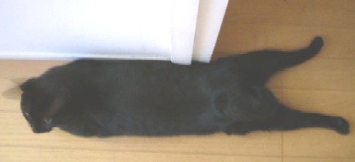 f:id:goroneko:20060721083252j:image f:id:goroneko:20060721083252j:image