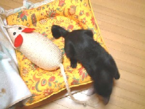 f:id:goroneko:20080214132548j:image f:id:goroneko:20080214132548j:image
