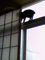 f:id:goroneko:20080306103518j:image f:id:goroneko:20080306103518j:image
