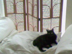 f:id:goroneko:20080722095706j:image f:id:goroneko:20080722095706j:image