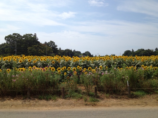 f:id:gotouyohei:20140901012052j:plain f:id:gotouyohei:20140901012052j:plain