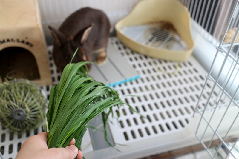 f:id:gouju:20160613052921j:plain f:id:gouju:20160613052921j:plain