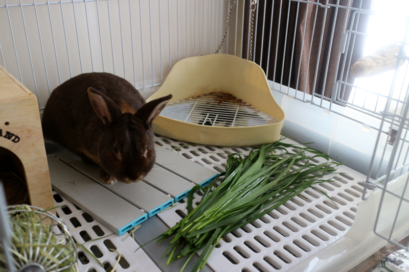 f:id:gouju:20160613053056j:plain f:id:gouju:20160613053056j:plain