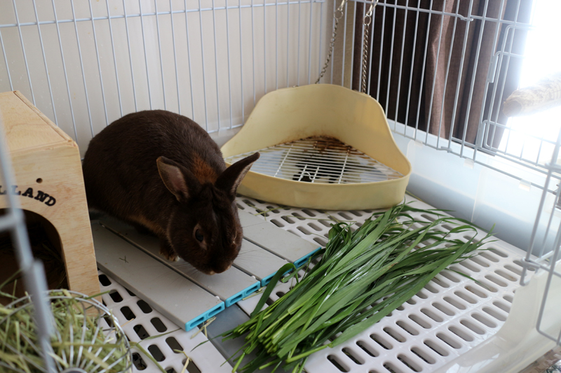 f:id:gouju:20160613053142j:plain f:id:gouju:20160613053142j:plain