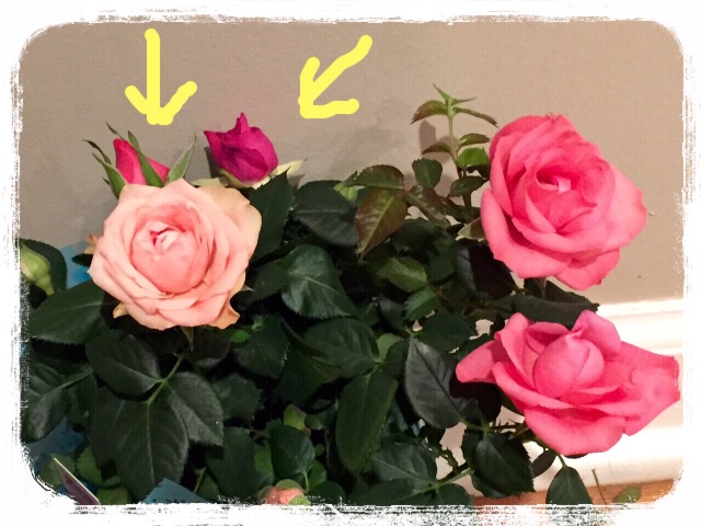 f:id:gracehi:20150517122014j:image f:id:gracehi:20150517122014j:image