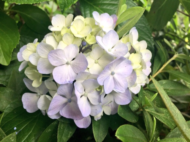 f:id:gradiolus:20150618094928j:image f:id:gradiolus:20150618094928j:image