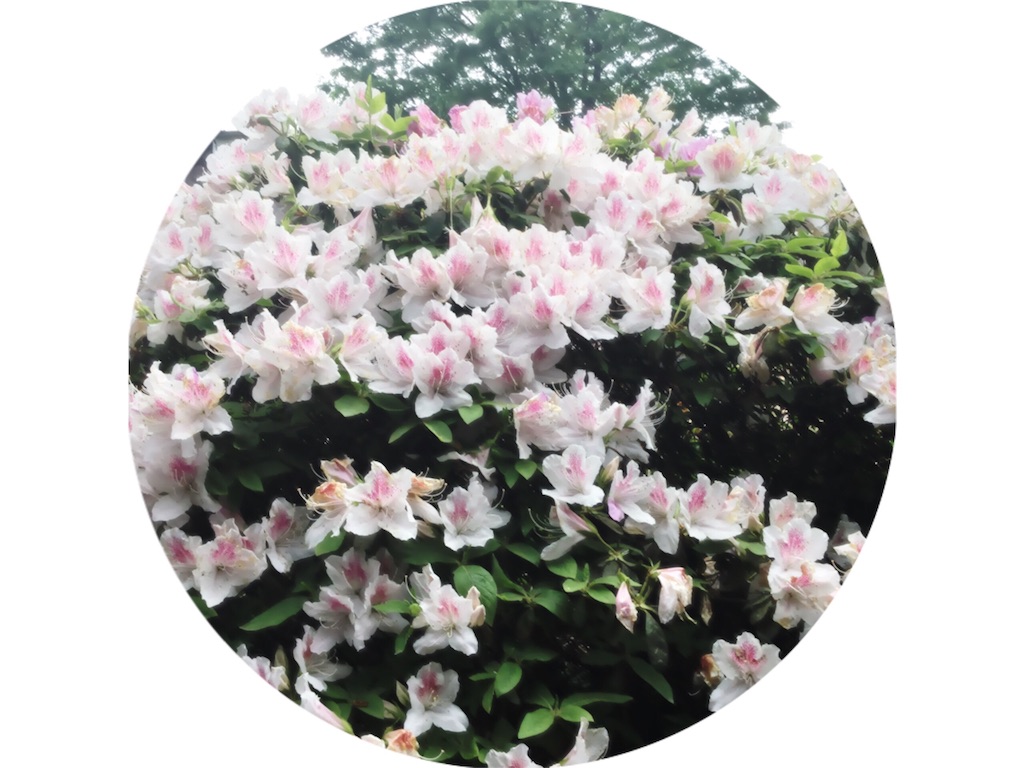f:id:grasshopper06:20160504071805j:image f:id:grasshopper06:20160504071805j:image