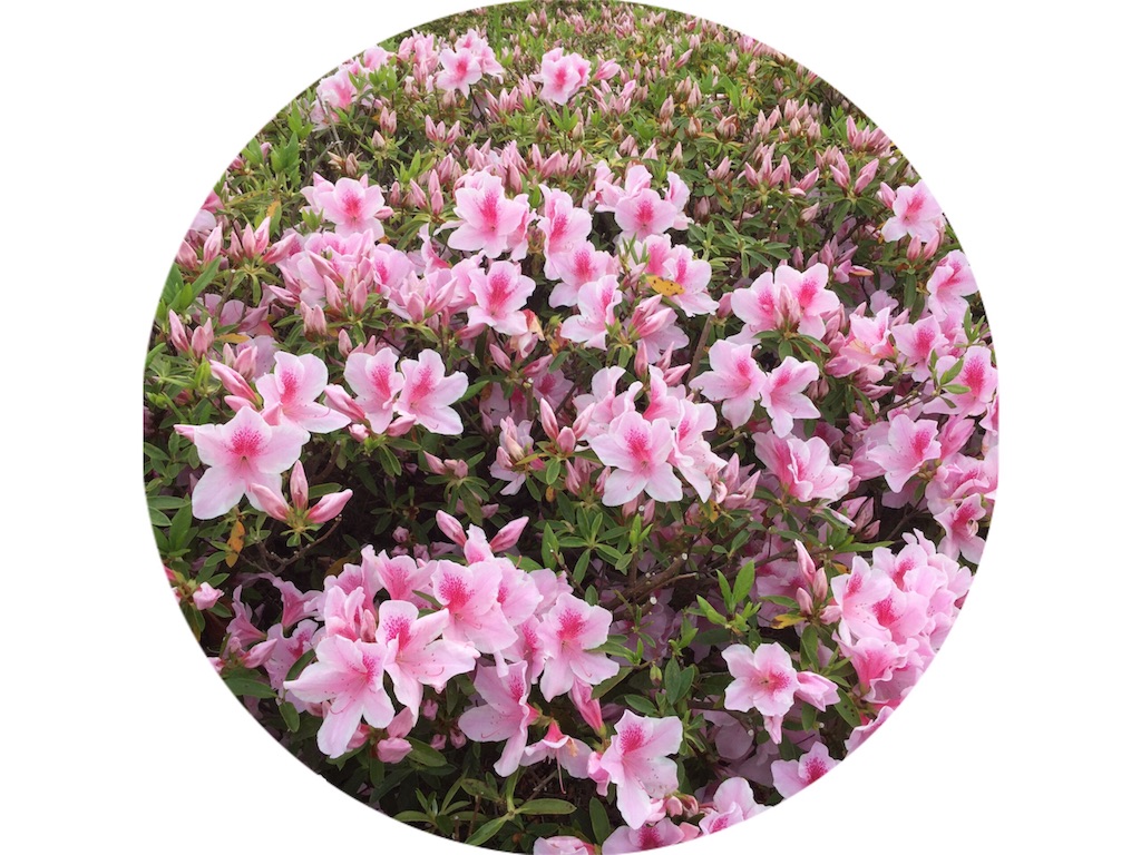 f:id:grasshopper06:20160511070706j:image f:id:grasshopper06:20160511070706j:image