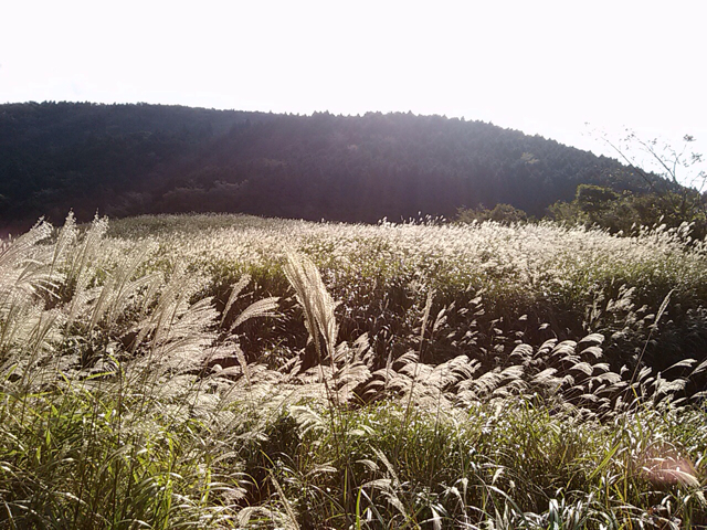 f:id:green_capybara8:20131029213706j:plain f:id:green_capybara8:20131029213706j:plain