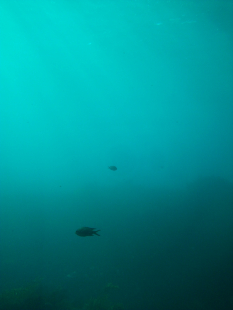 f:id:green_wind:20160128231939j:plain