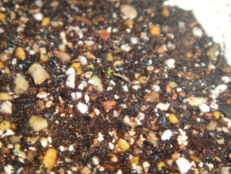 f:id:greenart:20111122214221j:image f:id:greenart:20111122214221j:image