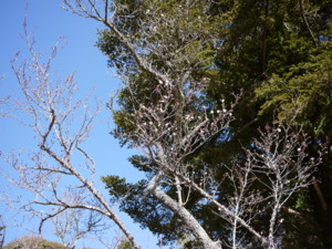 f:id:greenfuse:20120204120050j:image f:id:greenfuse:20120204120050j:image