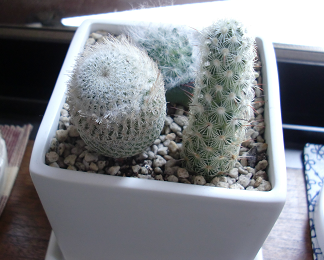f:id:greenlife5050:20130807131055p:plain f:id:greenlife5050:20130807131055p:plain